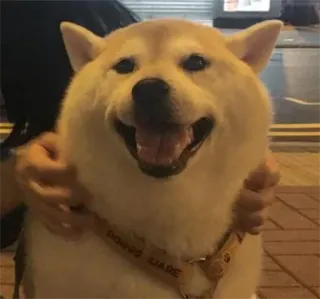 😀 480ac308 DONNG DARE pies, shiba inu, słodki, zwierzę domowe, zwierzę, obroża, zwierzę domowe telegram sticker