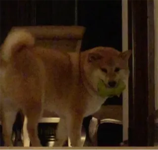 balltze telegram stickers