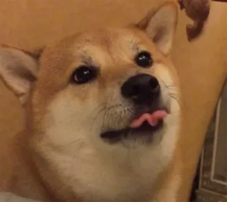 👅 7c6ad44a pies, shiba inu, zwierzę domowe, zwierzę, słodki, język, śmieszny telegram sticker