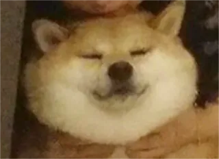 😴 8a352e5d Doge pies, shiba inu, mem, zwierzę, słodki, zwierzak telegram sticker