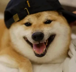 😎 996f93eb pies, shiba inu, kapelusz, zwierzę domowe, zwierzę, mem, słodki, szczęśliwy telegram sticker