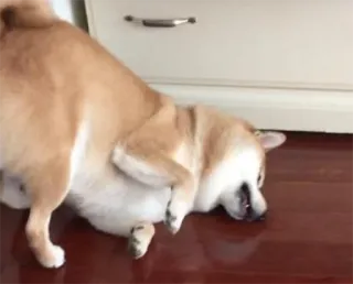 🍹 a00022a5 Shiba Inu, pies, zwierzę domowe, zwierzę, zwierzę domowe, słodki, śmieszny telegram sticker