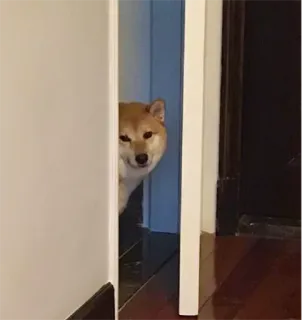 🚪 abbe4836 pies, shiba inu, podglądanie, zwierzę, zwierzę domowe telegram sticker