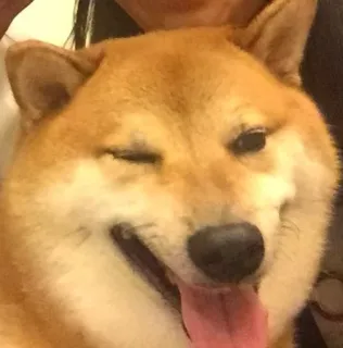 👅 ad287614 pies, shiba inu, zwierzę, zwierzę domowe, słodki, mem telegram sticker