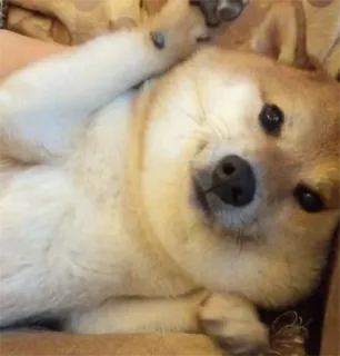 🤗 b01e883a pies, shiba inu, zwierzę domowe, zwierzę, słodki, portret, zwierzę udomowione telegram sticker