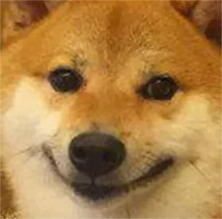 🐶 e85f66a5 Doge pies, shiba inu, mem, śmieszne, zwierzę telegram sticker