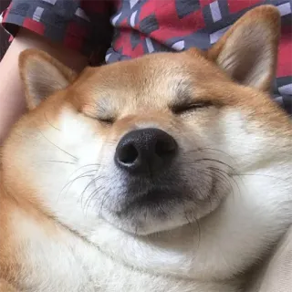 😴 e92af9b0 pies, shiba inu, zwierzę, zwierzę domowe, słodki, sen, śpiący telegram sticker