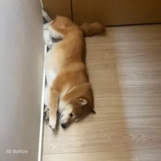 🏷 04b6cd57 IG Balltze hond, shiba inu, huisdier, dier telegram sticker