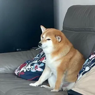 🏷 08f7c2c1 hond, shiba inu, bank, huisdier, dier, ontspanning telegram sticker