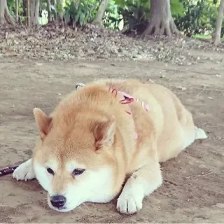 🏷 0ac8c151 hond, shiba inu, dier, huisdier, lief, huisdier, hondenras telegram sticker