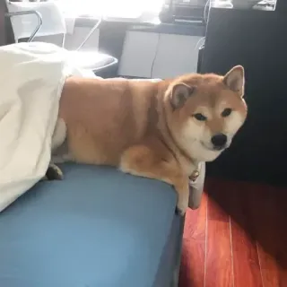 🏷 0e2ccb02 hond, shiba inu, huisdier, dier, schattig, doge, slaperig telegram sticker