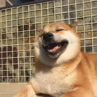 🏷 11b270fa hond, Shiba Inu, lachend, huisdier, dier, schattig telegram sticker