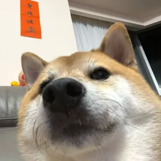 🏷 1327fd78 hond, Shiba Inu, dier, huisdier, schattig, huisdier, close-up, portret telegram sticker