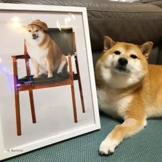 🏷 16040b43 IG:Balltze hond, shiba inu, huisdier, dier, portret, lief telegram sticker