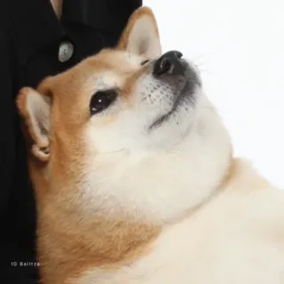 🏷 180b9de1 IG Balltze hond, shiba inu, meme, dier, huisdier telegram sticker