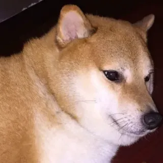 🏷 1a330eca doge, shiba inu, hond, meme, huisdier, dier telegram sticker