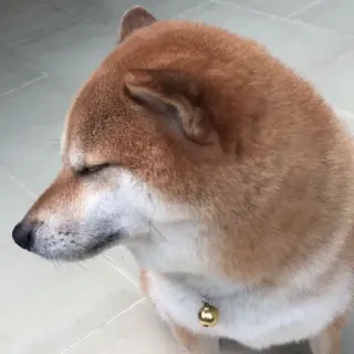 🏷 1cd71f16 hond, shiba inu, huisdier, dier, schattig, puppy, huisdier telegram sticker