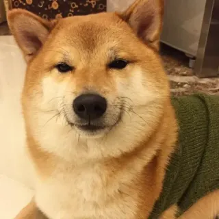 🏷 246d2965 Shiba Inu, hond, huisdier, dier, schattig, huisdier telegram sticker