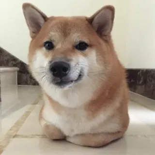 🏷 24dd1920 hond, shiba inu, schattig, huisdier, dier, doge, meme telegram sticker