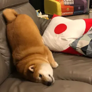 🏷 2c1c3e5b hond, shiba inu, huisdier, dier, schattig, tam, ontspanning telegram sticker