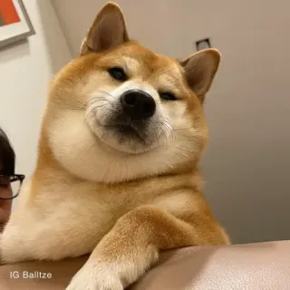 🏷 2ce007a3 IG Balltze hond, shiba inu, huisdier, dier, schattig telegram sticker