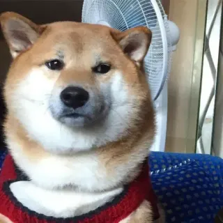 🏷 2e5ff61b Doge hond, shiba inu, meme, dier, huisdier telegram sticker