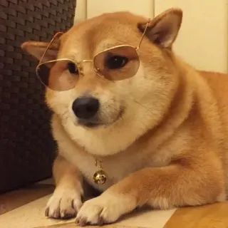 🏷 2f987e55 hond, Shiba Inu, bril, huisdier, dier, schattig telegram sticker