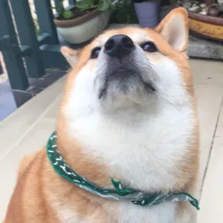 🏷 496aef4f hond, shiba inu, huisdier, dier, schattig, halsband telegram sticker