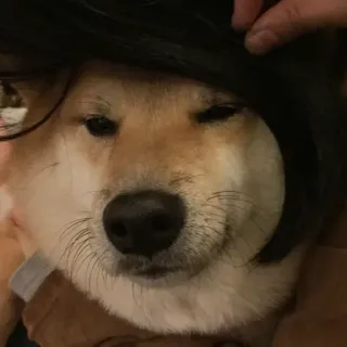 🏷 4b73009e hond, pruik, shiba inu, huisdier, dier, grappig, cosplay, humor telegram sticker