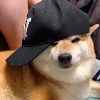 🏷 562444e1 IG Balltze hond, shiba inu, hoed, dier, huisdier, meme telegram sticker