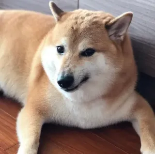 🏷 5819cc82 Doge hond, shiba inu, meme, huisdier, dier, schattig telegram sticker