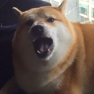 🏷 58234978 hond, shiba inu, boos, meme, grappig, dier telegram sticker