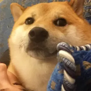 🏷 62ef1f3a Doge doge, hond, meme, shiba inu, huisdier, dier telegram sticker