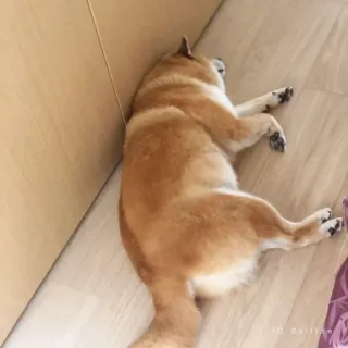 🏷 63fd4119 hond, shiba inu, slapende hond, dier, huisdier, liggend telegram sticker