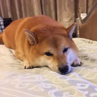 🏷 64c69453 hond, shiba inu, dier, huisdier, liggend, huisdier telegram sticker