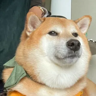 🏷 6825f69e IG Balitza hond, shiba inu, schattig, huisdier, dier, portret telegram sticker