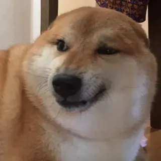 🏷 6d786415 hond, shiba inu, dier, huisdier, meme, grappig, schattig telegram sticker