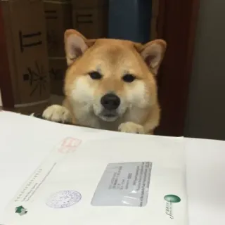 🏷 7422e1ec hond, shiba inu, dier, huisdier, schattig, huisdier telegram sticker