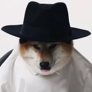 🏷 7541f434 hond, hoed, shiba inu, meme, grappig, dier telegram sticker