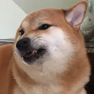 🏷 761b1903 hond, shiba inu, boos, meme, dier, huisdier, grappig telegram sticker
