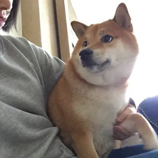 🏷 77cae1fe hond, Shiba Inu, huisdier, dier, schattig, huisdier telegram sticker