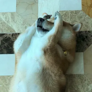 🏷 7ce6d085 Shiba Inu, hond, huisdier, dier, puppy, schattig telegram sticker