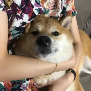 🏷 843057cf hond, shiba inu, huisdier, dier, schattig, huisdier telegram sticker