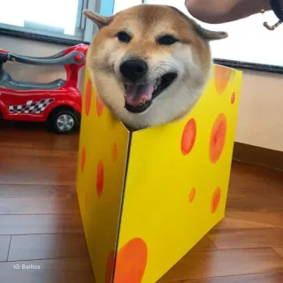 🏷 87664d42 IG Baitze hond, shiba inu, kaas, grappig, schattig, huisdier, dier telegram sticker