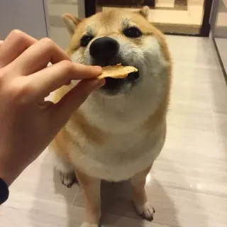 🏷 8b452971 hond, shiba inu, eten, dier, schattig, huisdier, snack, doge telegram sticker