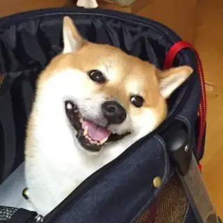 🏷 8b698af1 hond, shiba inu, huisdier, dier, schattig, grappig telegram sticker