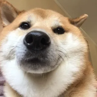 🏷 8c18869c hond, shiba inu, dier, huisdier, schattig, portret telegram sticker