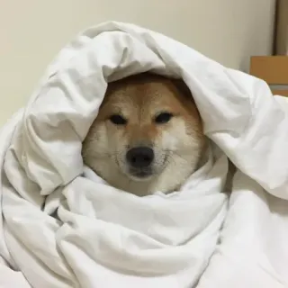 🏷 96b70e17 hond, shiba inu, deken, schattig, dier, huisdier telegram sticker