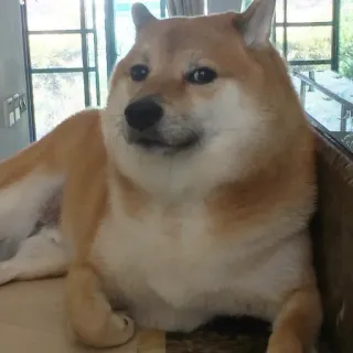 🏷 ab69c5a5 Doge hond, meme, shiba inu, dier, internet cultuur telegram sticker