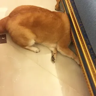 🏷 ba94e1cb hond, dier, huisdier, shiba inu, slapen, vloer telegram sticker